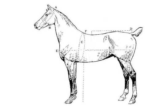 Las medidas del caballo