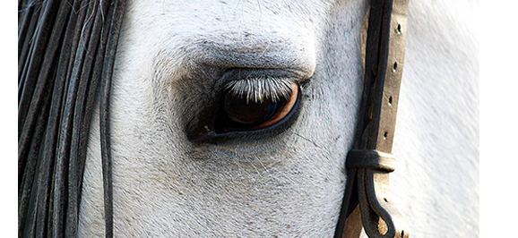Las enfermedades comunes de los caballos